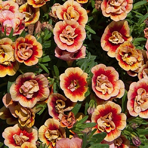 Calibrachoa 'Uno Orangetastic'