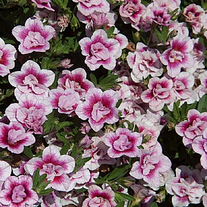 Calibrachoa 'Uno Double Pinktastic'