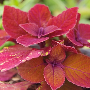 Coleus 'Campfire'