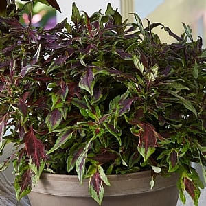 Coleus 'Flamethrower Chili Pepper'
