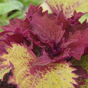 Coleus 'Henna'