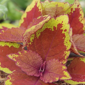 Coleus 'Trusty Rusty'