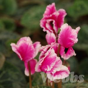 Cyclamen 'Abanico Magenta'