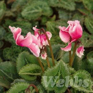 Cyclamen 'Abanico Salmon'