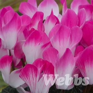 Cyclamen 'Indiaka Rose'