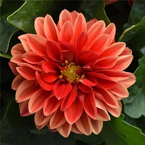 Dahlia Dahlietta 'Anna Improved'
