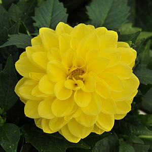 Dahlia Dahlietta 'Julia'