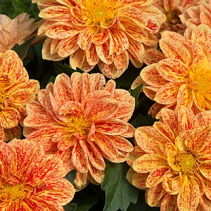 Dahlia Dahlietta 'Kelly'