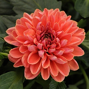 Dahlia Dahlietta 'Lily'