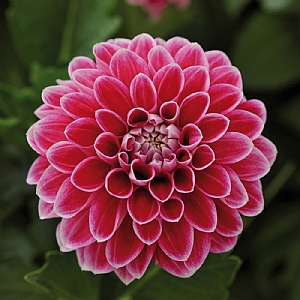 Dahlia Dahlietta 'Louise'