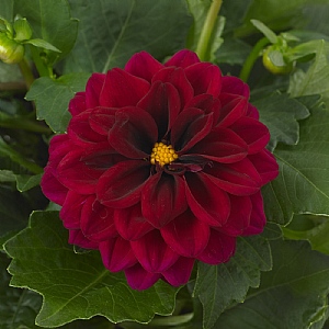 Dahlia Dahlietta 'Patty Improved'