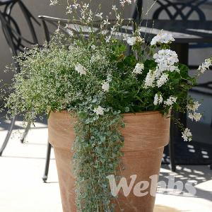 Dichondra argentea 'Silver Falls'