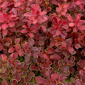 Berberis thunbergii 'Admiration'