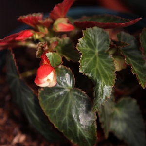 Begonia 'Beauvilia Bicolor'