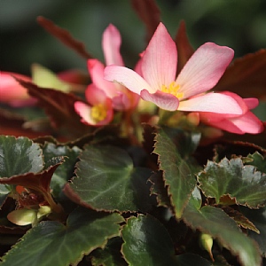 Begonia 'Beauvilia Bright Pink'
