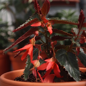Begonia 'Beauvilia Dark Salmon'