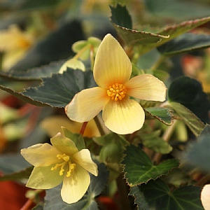 Begonia 'Beauvilia Yellow'