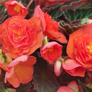 Begonia Bellissa 'Flame'
