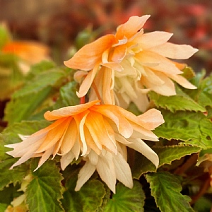 Begonia Belleconia 'Soft Orange'