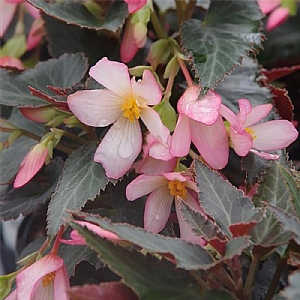 Begonia 'Beauvilia Hot Pink Impr'