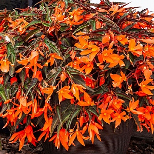 Begonia 'Bossa Nova Papaya'