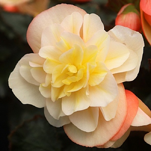 Begonia 'Fragrant Falls Peach'