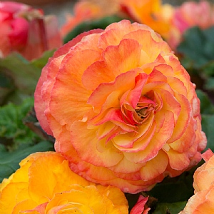 Begonia Fortune 'Golden Picotee'