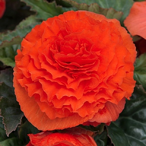 Begonia Fortune 'Orange'