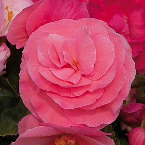 Begonia Fortune 'Pink'