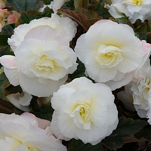 Begonia Fortune 'White'