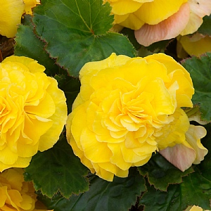 Begonia Fortune 'Yellow'