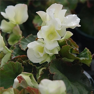 Begonia 'Glory White'
