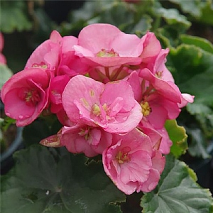 Begonia 'Macarazz'