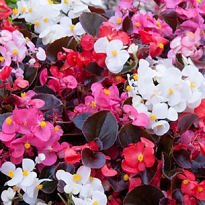 Begonia 'New Globe Mix' 20 pack