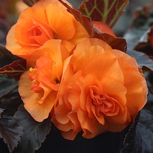Begonia 'Nonstop Mocca Bright Orange'