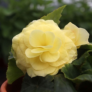 Begonia 'Nonstop Lemon'