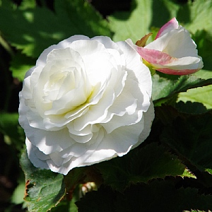 Begonia 'Nonstop Appleblossom'