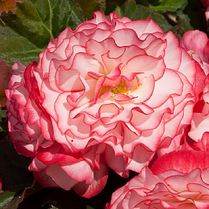 Begonia 'Nonstop Rose Picotee'