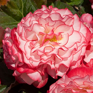 Begonia 'Nonstop Rose Picotee'