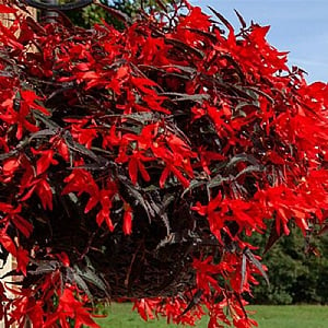 Begonia 'Bossa Nova Rosso'