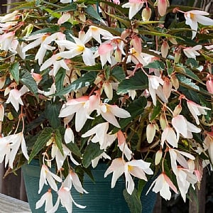 Begonia 'Bossa Nova White'
