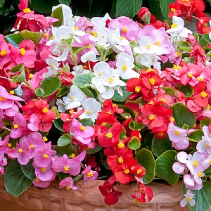 Begonia 'Quick Mix' 20 pack