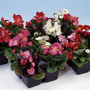 Begonia 'Supreme Mix' 20 pack