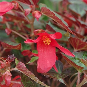 Begonia Summerwings 'Dark Coral Elegance'