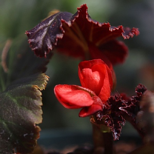 Begonia 'Solenia Chocolate Orange'