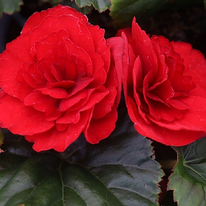 Begonia 'Solenia Scarlet'