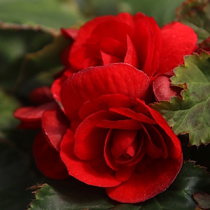 Begonia 'Vermillion Red'