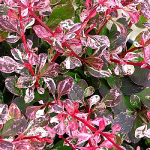 Berberis thunbergii f. atropurpurea 'Harlequin'