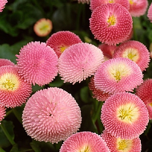 Bellis 'Bellissima Rose'