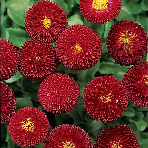 Bellis 'Bellissima Red'